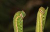 Hyponephele lupinus: L5 larva (Hungary, &Ouml;rkeny S Budapest, oviposition in July 2021) in comparison to L5 of H. lycaon on right side (Spain, Aranjuez near Madrid, early May 2022) [S]