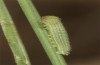 Hyponephele lupinus: L2 larva (Hungary, &Ouml;rkeny S Budapest, oviposition in July 2021) [S]