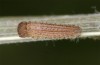 Hyponephele lupinus: L1 larva (Hungary, &Ouml;rkeny S Budapest, oviposition in July 2021) [S]