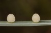Hyponephele lupinus: Egg (Hungary, &Ouml;rkeny S Budapest, July 2021) [S]