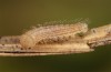 Hyponephele lycaon: L1 larva in hibernation (Switzerland, Valais, Stalden, oviposition in mid-July 2022) [S]