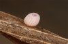 Hyponephele lycaon: Egg shortly before hatching (Switzerland, Valais, Stalden, oviposition in mid-July 2022) [S]