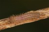 Hyponephele lycaon: L1 larva in hibernation (Switzerland, Valais, Stalden, oviposition in mid-July 2022) [S]
