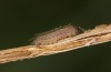 Hyponephele lycaon: L1 larva in hibernation (Switzerland, Valais, Stalden, oviposition in mid-July 2022) [S]