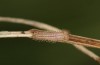 Hyponephele lycaon: L1 larva in hibernation (Switzerland, Valais, Stalden, oviposition in mid-July 2022) [S]