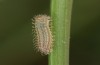 Hyponephele lycaon: L1 larva in spring (e.o. rearing, Switzerland, Valais, Stalden, oviposition in mid-July 2022) [S]