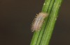 Hyponephele lycaon: L1 larva in spring (e.o. rearing, Switzerland, Valais, Stalden, oviposition in mid-July 2022) [S]