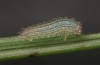 Hyponephele lycaon: L1 larva in spring (e.o. rearing, Switzerland, Valais, Stalden, oviposition in mid-July 2022) [S]
