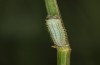Hyponephele lycaon: L1 larva in moult rest (e.o. rearing, Switzerland, Valais, Stalden, oviposition in mid-July 2022) [S]