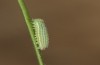 Hyponephele lycaon: L2 larva (e.o. rearing, Switzerland, Valais, Stalden, oviposition in mid-July 2022) [S]