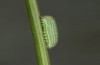 Hyponephele lycaon: L2 larva (e.o. rearing, Switzerland, Valais, Stalden, oviposition in mid-July 2022) [S]