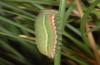 Hyponephele lycaon: Larva in the final instar L5 (e.l. rearing, S-Spain, Sierra Nevada, 2500m, larvae found in late June 2008) [S]