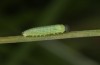 Hyponephele lycaon: L2 larva in moult rest (e.o. rearing, Switzerland, Valais, Stalden, oviposition in mid-July 2022) [S]
