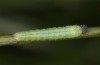 Hyponephele lycaon: L2 larva in moult rest (e.o. rearing, Switzerland, Valais, Stalden, oviposition in mid-July 2022) [S]