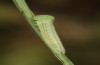 Hyponephele lycaon: L3 larva (e.o. rearing, Switzerland, Valais, Stalden, oviposition in mid-July 2022) [S]