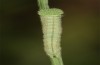 Hyponephele lycaon: L3 larva (e.o. rearing, Switzerland, Valais, Stalden, oviposition in mid-July 2022) [S]