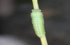 Hyponephele lycaon: L3 larva in moult rest (e.o. rearing, Switzerland, Valais, Stalden, oviposition in mid-July 2022) [S]
