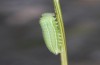 Hyponephele lycaon: L3 larva in moult rest (e.o. rearing, Switzerland, Valais, Stalden, oviposition in mid-July 2022) [S]