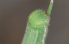 Hyponephele lycaon: L4 larva (e.o. rearing, Switzerland, Valais, Stalden, oviposition in mid-July 2022) [S]