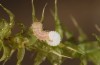 Hyponephele lycaon: Hatching larva (Switzerland, Valais, Stalden, oviposition in mid-July 2022) [S]