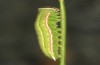 Hyponephele lycaon: L5 larva (e.o. rearing, Switzerland, Valais, Stalden, oviposition in mid-July 2022) [S]