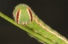 Hyponephele lycaon: L5 larva (e.o. rearing, Switzerland, Valais, Stalden, oviposition in mid-July 2022) [S]