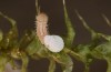 Hyponephele lycaon: Hatching larva (Switzerland, Valais, Stalden, oviposition in mid-July 2022) [S]