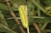 Hyponephele lycaon: Larva L5 (Spain, Aranjuez south of Madrid, early may 2022) [S]