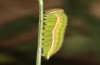 Hyponephele lycaon: Larva L5 (Spain, Aranjuez south of Madrid, early may 2022) [S]