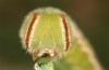 Hyponephele lycaon: Larva L5 (Spain, Aranjuez south of Madrid, early may 2022) [S]