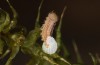 Hyponephele lycaon: Hatching larva (Switzerland, Valais, Stalden, oviposition in mid-July 2022) [S]