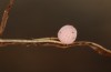 Hyponephele lycaon: Egg after a few days (Switzerland, Valais, Stalden, oviposition in mid-July 2022) [S]