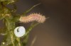 Hyponephele lycaon: Hatching larva (Switzerland, Valais, Stalden, oviposition in mid-July 2022) [S]