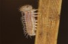 Hyponephele lycaon: L1 larva (Switzerland, Valais, Stalden, oviposition in mid-July 2022) [S]