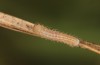 Hyponephele lycaon: L1 larva (Switzerland, Valais, Stalden, oviposition in mid-July 2022) [S]