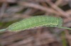 Hyponephele lycaon: Larva in penultimate instar (Provence) [M]