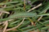 Hyponephele lycaon: Larva in the penultimate instar L4 (S-Spain, Sierra Nevada, 2500m, late June 2008) [M]