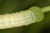 Coenonympha pamphilus: Taxon lyllus: Raupe L4 (e.o. Spanien, Jaen, Santiago de la Espada, Eiablage im April 2024) [S]
