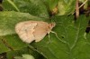 Coenonympha pamphilus: Taxon lyllus: Weibchen (e.o. Spanien, Jaen, Santiago de la Espada, Eiablage im April 2024) [S]