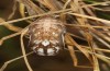 Coenonympha pamphilus: Taxon lyllus: Puppe (e.o. Spanien, Jaen, Santiago de la Espada, Eiablage im April 2024) [S]