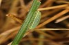 Coenonympha pamphilus: Taxon lyllus: Raupe L2 (e.o. Spanien, Jaen, Santiago de la Espada, Eiablage im April 2024) [S]