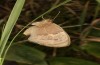 Coenonympha pamphilus: Taxon lyllus: Weibchen (e.o. Spanien, Jaen, Santiago de la Espada, Eiablage im April 2024) [S]