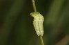 Coenonympha pamphilus: Taxon lyllus: Raupe L3 (e.o. Spanien, Jaen, Santiago de la Espada, Eiablage im April 2024) [S]