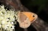 Coenonympha pamphilus: Taxon lyllus: Weibchen (e.o. Spanien, Jaen, Santiago de la Espada, Eiablage im April 2024) [S]