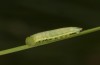 Coenonympha pamphilus: Taxon lyllus: Raupe L3 (e.o. Spanien, Jaen, Santiago de la Espada, Eiablage im April 2024) [S]