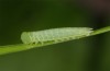 Coenonympha pamphilus: Taxon lyllus: Raupe L3 (e.o. Spanien, Granada, Sierra de Huetor, März 2019) [S]