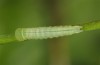 Coenonympha pamphilus: Taxon lyllus: Raupe L3 (e.o. Spanien, Granada, Sierra de Huetor, März 2019) [S]