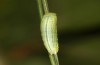 Coenonympha pamphilus: Taxon lyllus: Raupe L3 (e.o. Spanien, Jaen, Santiago de la Espada, Eiablage im April 2024) [S]