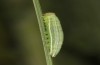 Coenonympha pamphilus: Taxon lyllus: Raupe L3 (e.o. Spanien, Jaen, Santiago de la Espada, Eiablage im April 2024) [S]