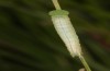 Coenonympha pamphilus: Taxon lyllus: Raupe L4 (e.o. Spanien, Jaen, Santiago de la Espada, Eiablage im April 2024) [S]